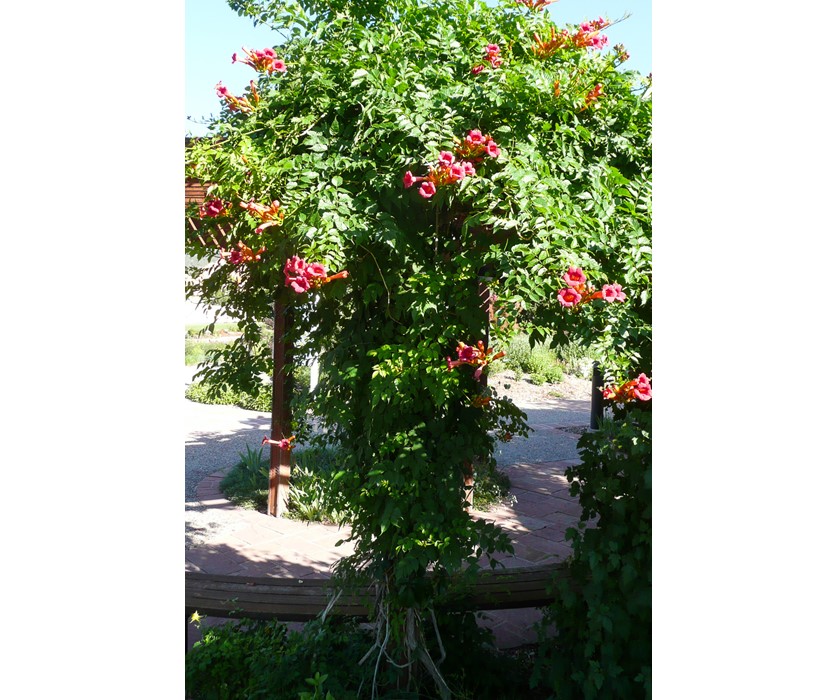 Trumpet Vine